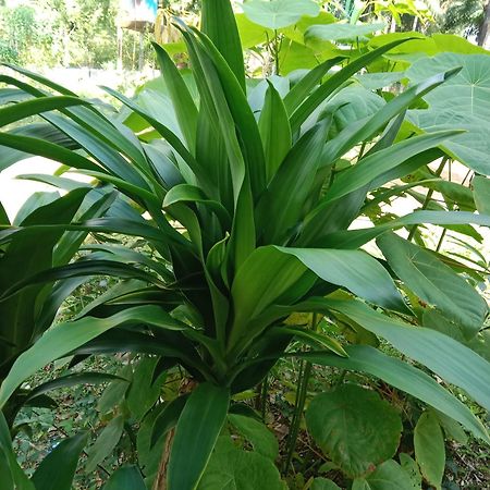 Som Palmgarden Hotell Ko Lanta Eksteriør bilde