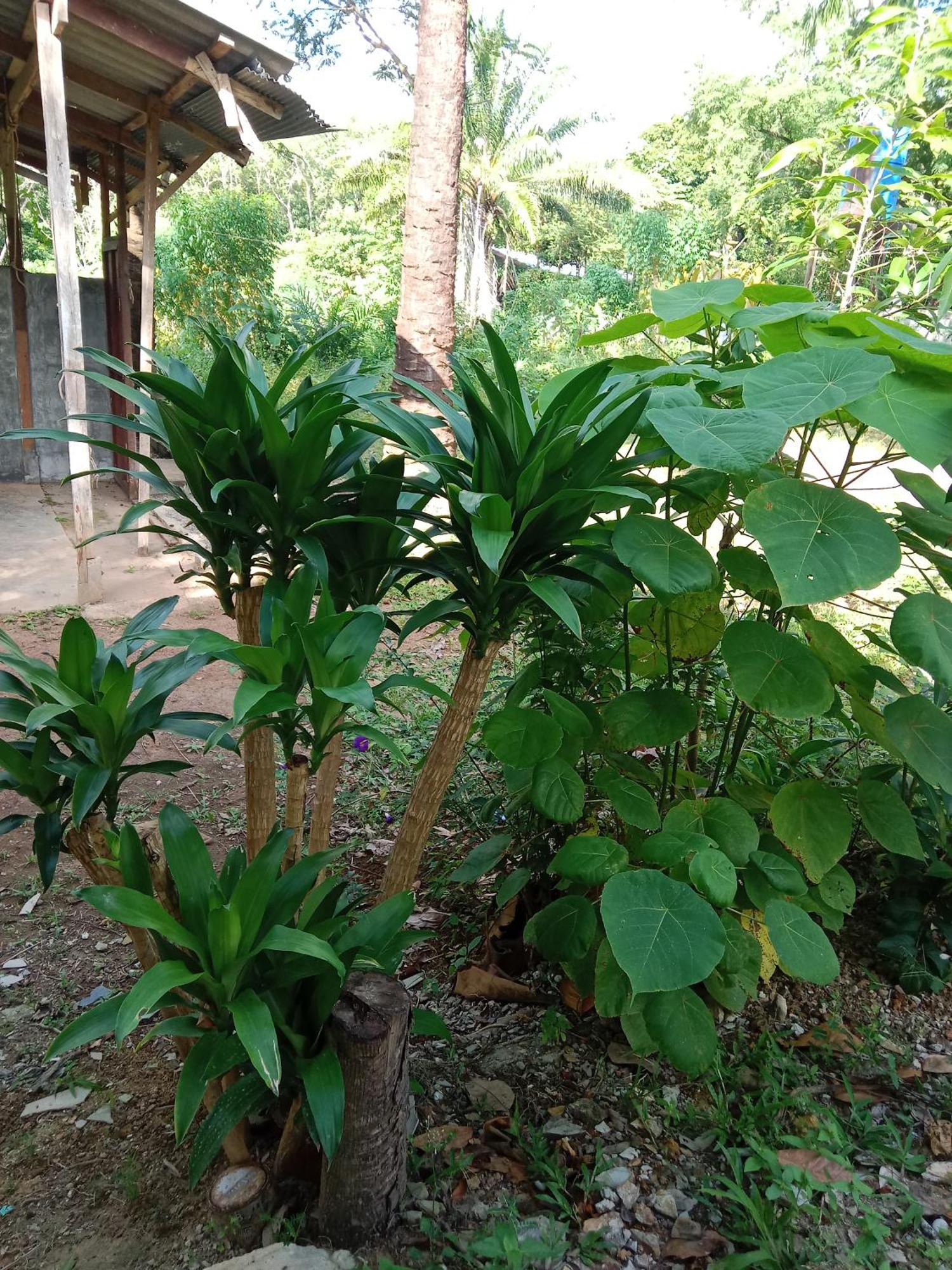 Som Palmgarden Hotell Ko Lanta Eksteriør bilde