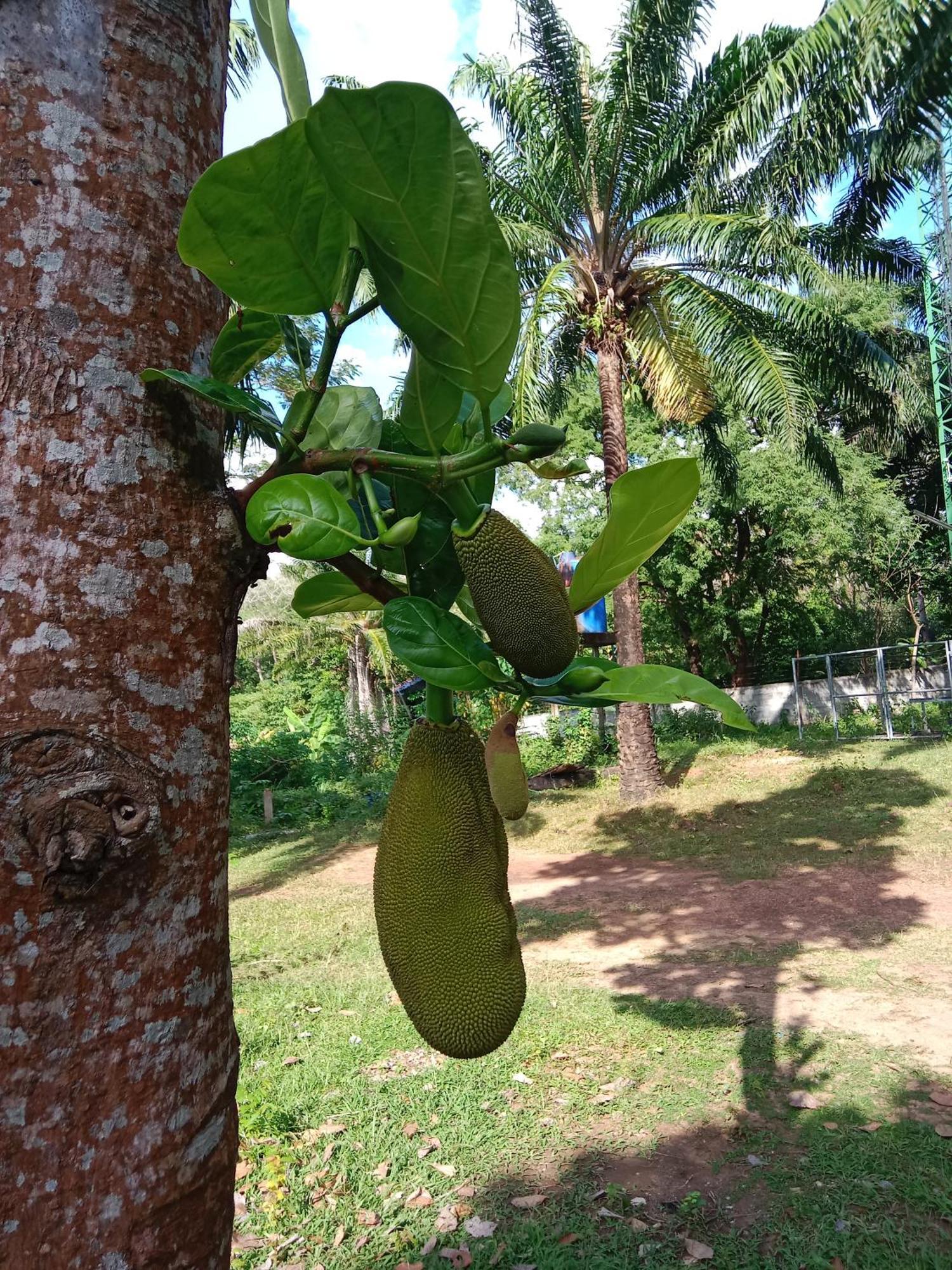Som Palmgarden Hotell Ko Lanta Eksteriør bilde
